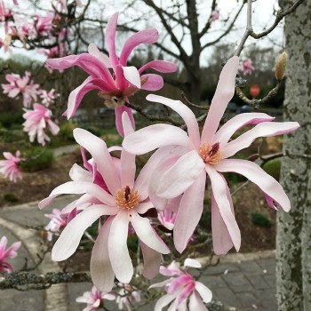 Magnolija, zvaigžņu 'Rosea'...