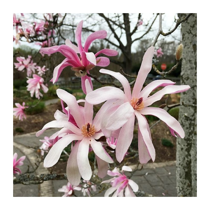 Magnolija, zvaigžņu 'Rosea' /Magnolia x stellata/ - 60-80cm, C3 kont.