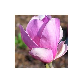 Magnolija, sulanža 'Coates' /Magnolia x soulangiana/ - 80-100cm, C7,5 kont.