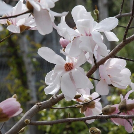 Magnolija, lebnera 'Merrill' /Magnolia x loebneri/- 100-125cm, C7.5 kont.