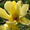 Magnolija, kailā 'Yellow River'/Magnolia x denudata/ - 175-200cm, C20 kont.