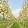 Magnolija, kailā 'Yellow River'/Magnolia x denudata/ - 175-200cm, C20 kont.