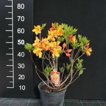 Rododendrs, vasarzaļais ,,Sunte Nectarine,, /azalea mollis/ - 60-80cm., C10 kont.