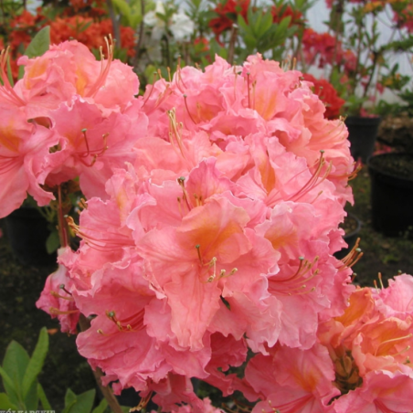 Rododendrs, vasarzaļais 'Sarina' /Azalea mollis/ - 60-80cm., C10 kont.