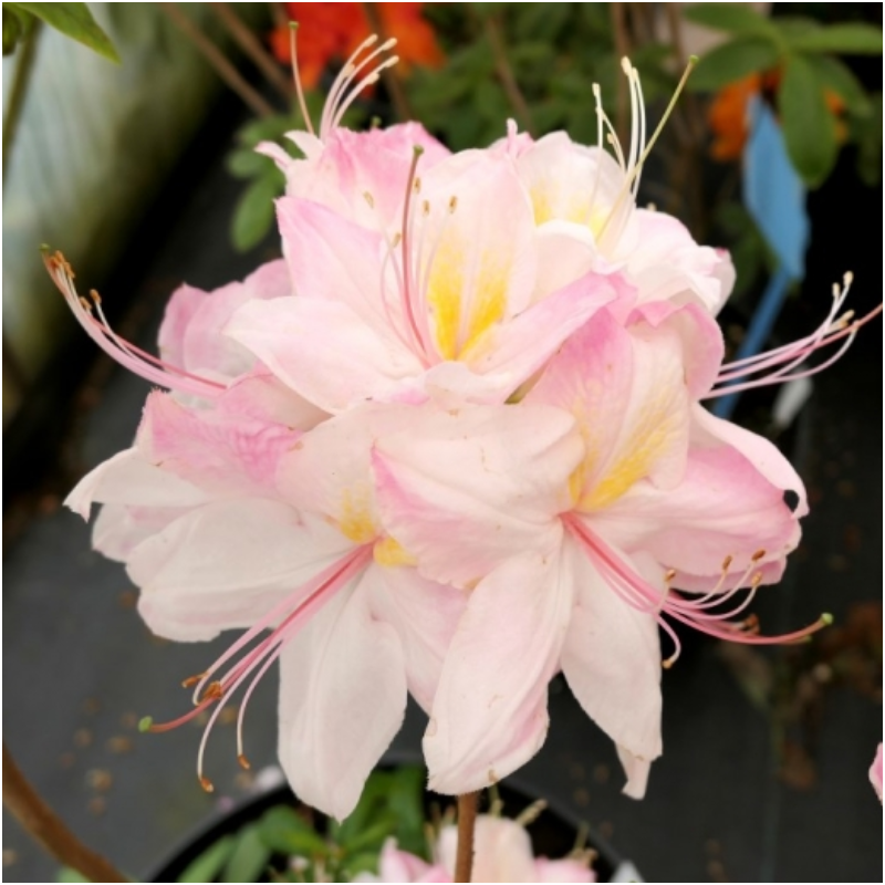 Rododendrs, vasarzaļais 'Satomi' /Azalea mollis/ - 70-90cm., C10 kont.