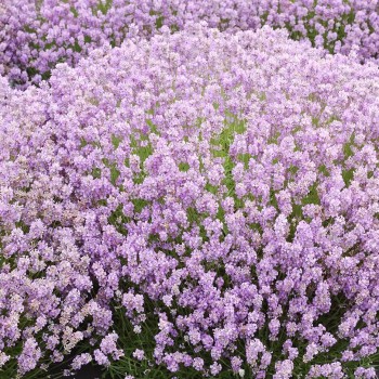 Lavanda, šaurlapu "Rosea"...