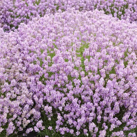 Lavanda, šaurlapu "Rosea" /lavandula angustifolia/ - P9 kont.