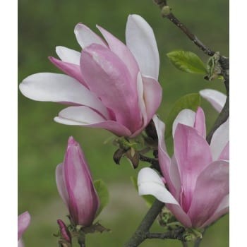 Magnolija 'George Henry Kern' /Magnolia/ - C2,5 kont.