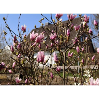 Magnolija 'George Henry Kern' /Magnolia/ - C2,5 kont.