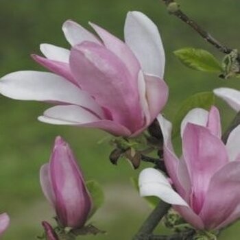 Magnolija 'George Henry Kern' /Magnolia/ - C2,5 kont.