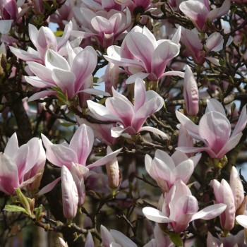 % Magnolija, sulanža /magnolia soulangeana/ - C2,5 kont.