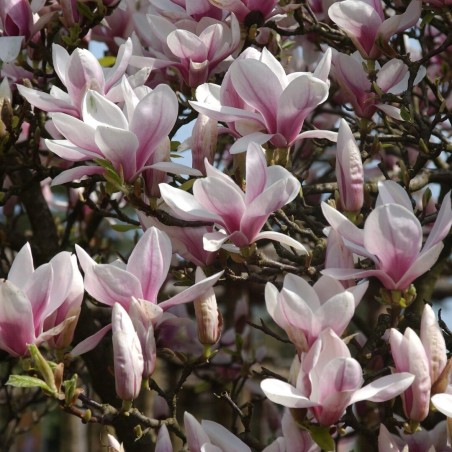 Sulanža magnolija /magnolia soulangeana/ - C2,5 kont.