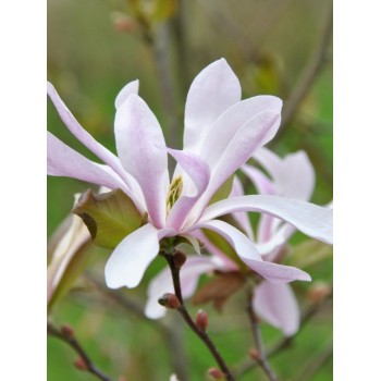 Lebnera magnolija 'Leonard Messel' /Magnolia x loebneri/ - C2,5 kont.