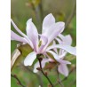 Lebnera magnolija 'Leonard Messel' /Magnolia x loebneri/ - C2,5 kont.