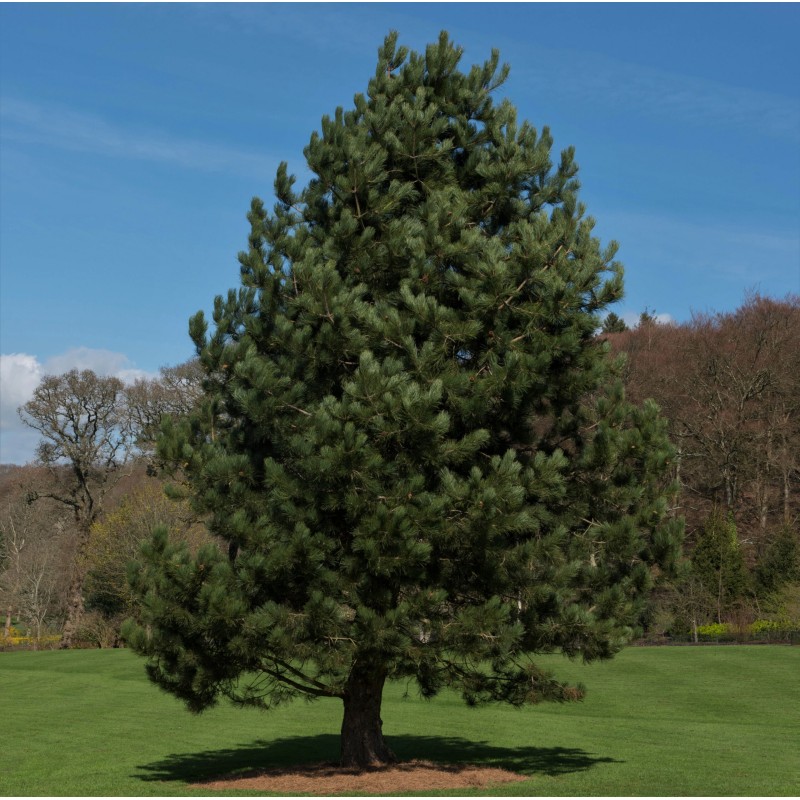 Priede, melnā /Pinus nigra/ - 30 - 35cm.