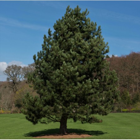 Priede, melnā /Pinus nigra/ - 30 - 35cm.