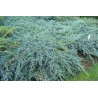 Kadiķis, zvīņainais ,,Blue Carpet,, /Juniperus squamata/ - C12 kont., plat. 50-60cm.