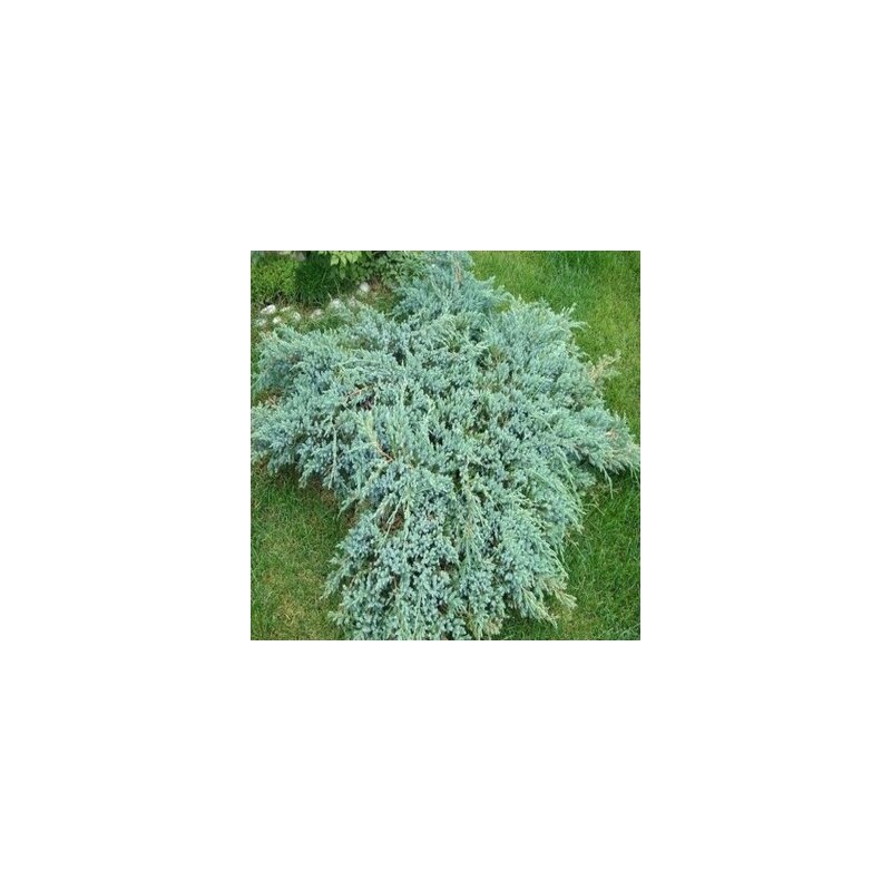 Kadiķis, zvīņainais ,,Blue Carpet,, /Juniperus squamata/ - C12 kont., plat. 50-60cm.