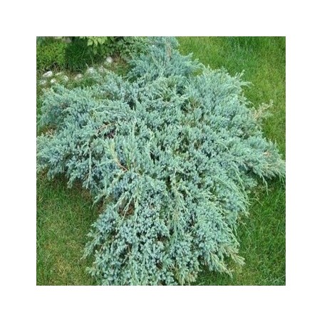 Kadiķis, zvīņainais ,,Blue Carpet,, /Juniperus squamata/ - C12 kont., plat. 50-60cm.