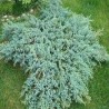 Kadiķis, zvīņainais ,,Blue Carpet,, /Juniperus squamata/ - C12 kont., plat. 50-60cm.