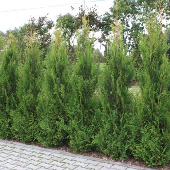 Rietumu tūja "Aerospicata" /thuja occidentalis/ - C3 kont. - 40-50cm