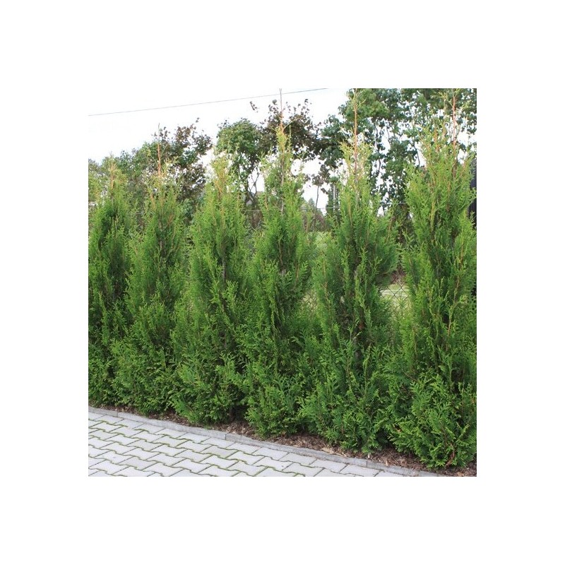 Rietumu tūja "Aerospicata" /thuja occidentalis/ - C3 kont. - 40-50cm