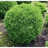 Tūja, rietumu ,,Hoseri,, /Thuja occidentalis/ - C4 kont. - 30cm.