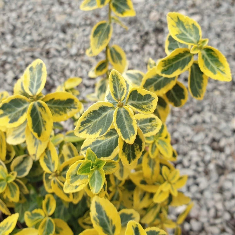 Fortina segliņš ,,Emerald,n Gold,, /Euonymus fortunei/ - C3 kont.