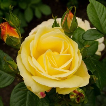 Roze, floribundroze "Arthur...