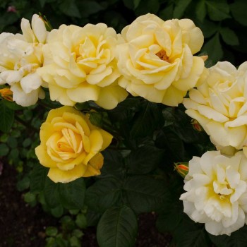 Roze, floribundroze "Arthur Bell" - C4 kont.