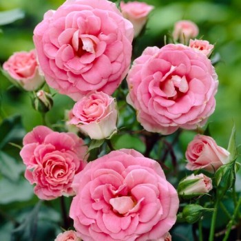 Roze, floribundroze "Tom...