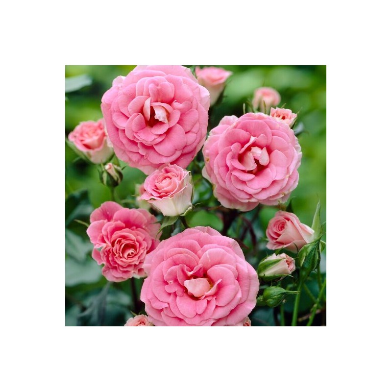 Roze, floribundroze "Tom Tom" - C4 kont.