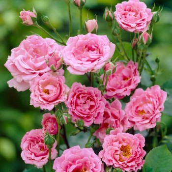 Roze, floribundroze "Tom Tom" - C4 kont.