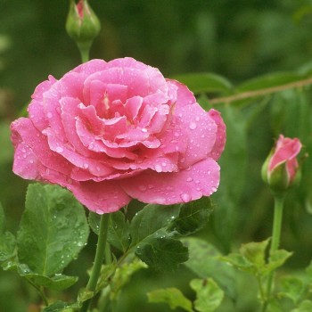 Roze, floribundroze "Tom Tom" - C4 kont.