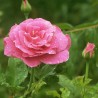 Roze, floribundroze "Tom Tom" - C4 kont.