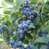 Krūmmellene ,,Bluecrop,, /Vaccinium corymbosum/ - C2 kont.