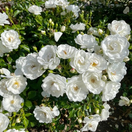 Roze, krūmroze "Iceberg" ("Schneewitchen", "Korbin") - C4 kont.