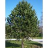 Priede, melnā /Pinus nigra/ - 30 - 35cm.