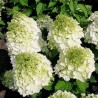 Hortenzija, skarainā ,,Magical Mont Blanc,, /Hydrangea paniculata/ - P9 kont.