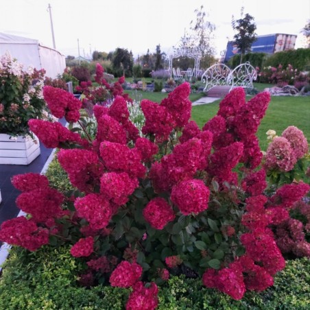 Hortenzija, skarainā ,,Samarskaya Lidija,, ("Framboisine") /Hydrangea paniculata/ - P9 kont.