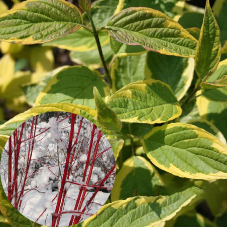 Grimonis, baltais "Spaethii" /cornus alba/ - C2 kont.