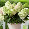 Hortenzija, skarainā ,,Little Fresco,,  /Hydrangea paniculata/ - C3 kont.