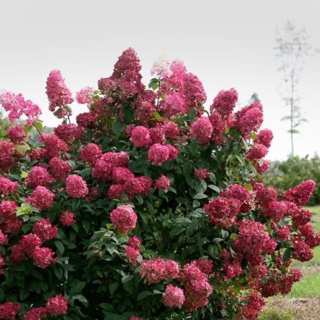 Hortenzija, skarainā ,,Wim's Red,, /Hydrangea paniculata/ - C3 kont.