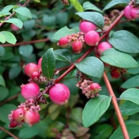 Sniegoga, Šeno ,,Hancock,, /Symphoricarpos x chenaultii/ - C3 kont.