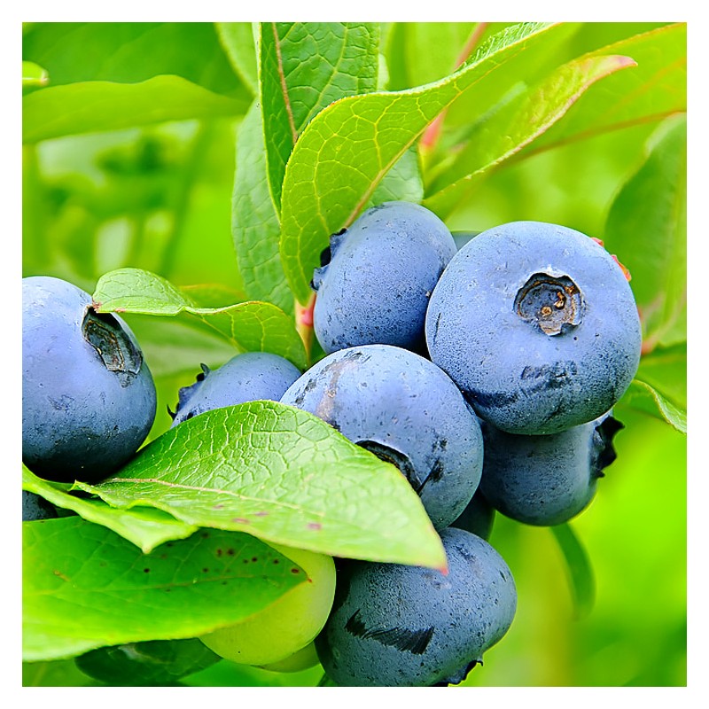 Krūmmellene ,,Bluegold,, /Vaccinium corymbosum/ - C2 kont.