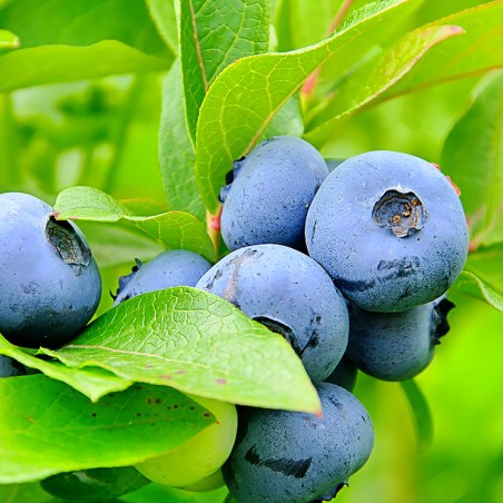 Krūmmellene ,,Bluegold,, /Vaccinium corymbosum/ - C2 kont.