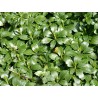 Galotņu pasihandra ,,Green Carpet,, /Pachysandra terminalis/ - C2 kont.