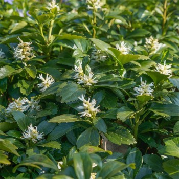 Galotņu pasihandra ,,Green Carpet,, /Pachysandra terminalis/ - C2 kont.