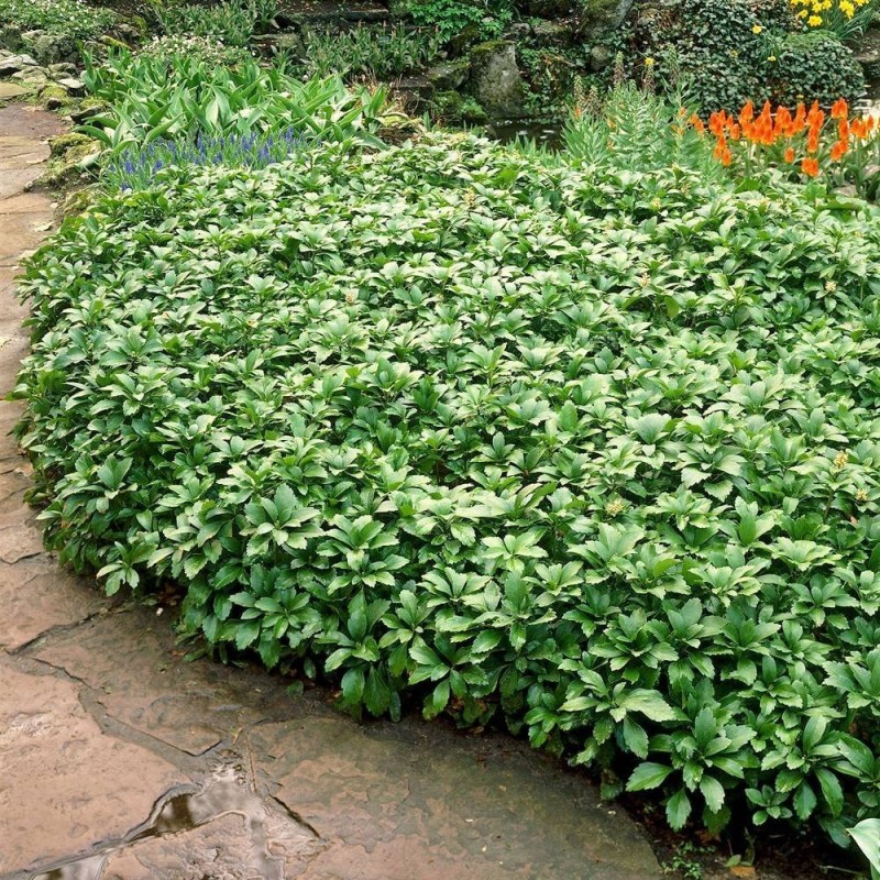 Galotņu pasihandra ,,Green Carpet,, /Pachysandra terminalis/ - C2 kont.