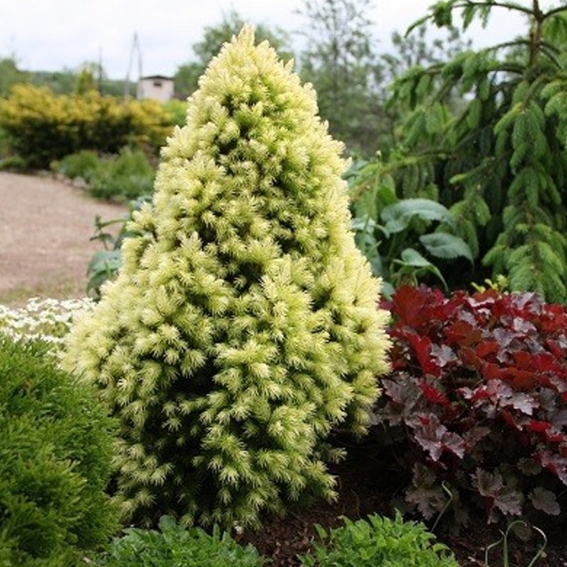 Kanādas egle ,,Daisy,s White,, /Picea glauca/ - C2 kont., 20-30cm.